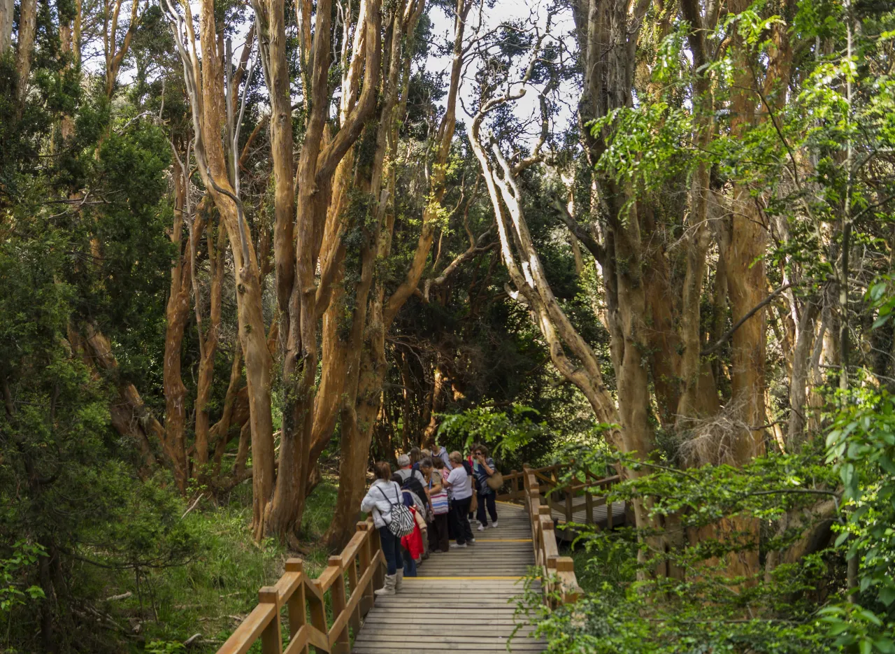 Isla Victoria e Bosque de Arrayanes 2