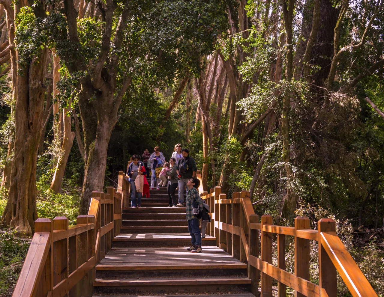Isla Victoria e Bosque de Arrayanes 3