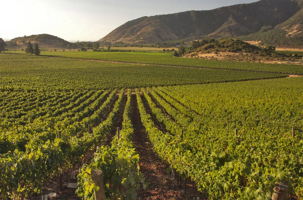 Concha y Toro – Tour Tradicional 2