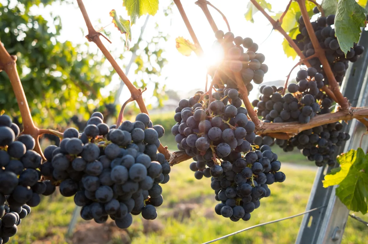 Undurraga Winery - Sibaris Tour 2