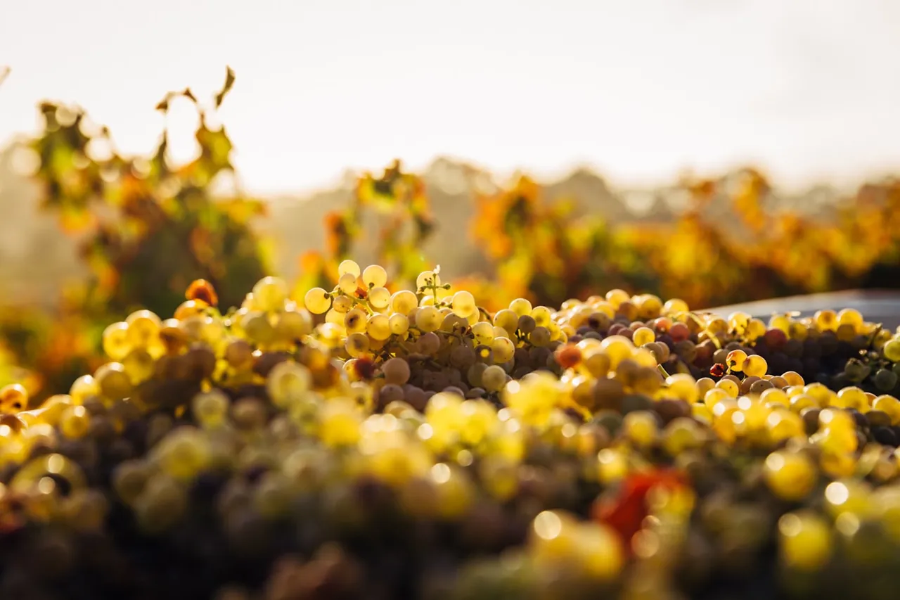 Undurraga Winery - Sibaris Tour 3