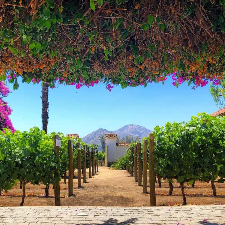 Viña Santa Rita - Tour Clásico 2