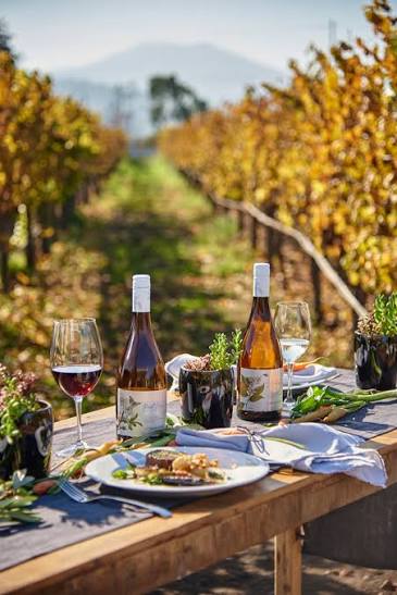Gran Wine Experience – Casablanca Valley 3