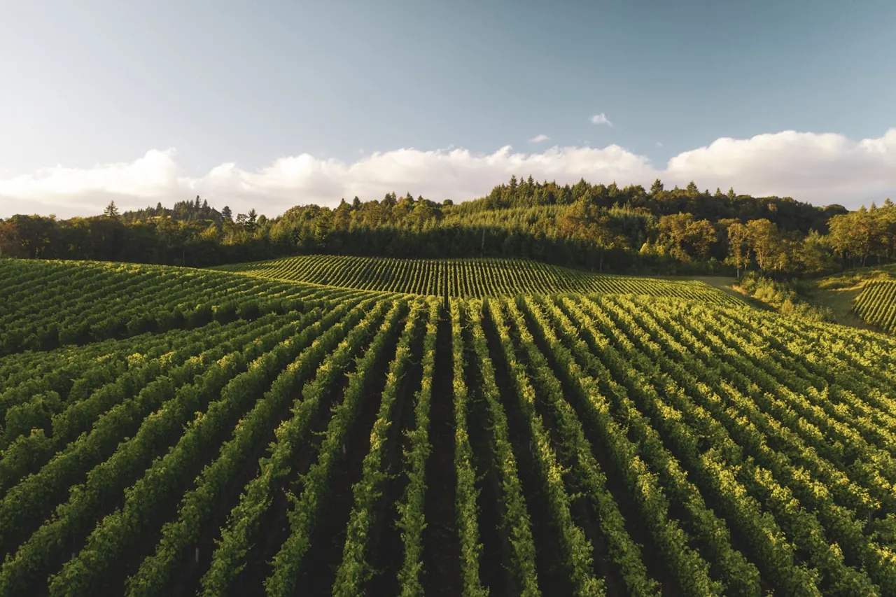 Gran Wine Experience – Casablanca Valley 2