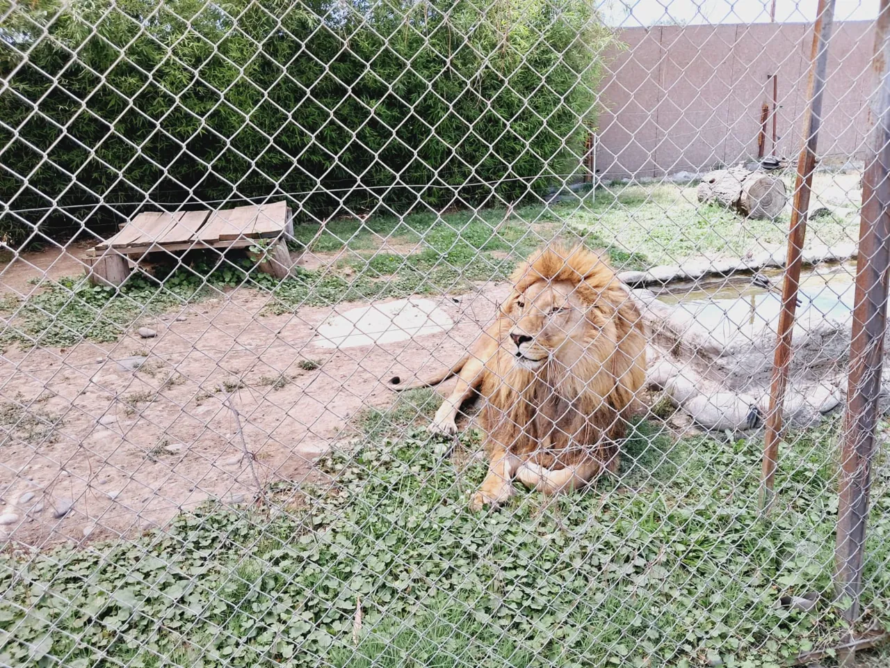 Safari Park 4