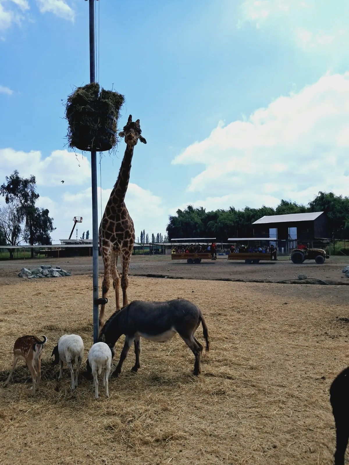 Safari Park 5