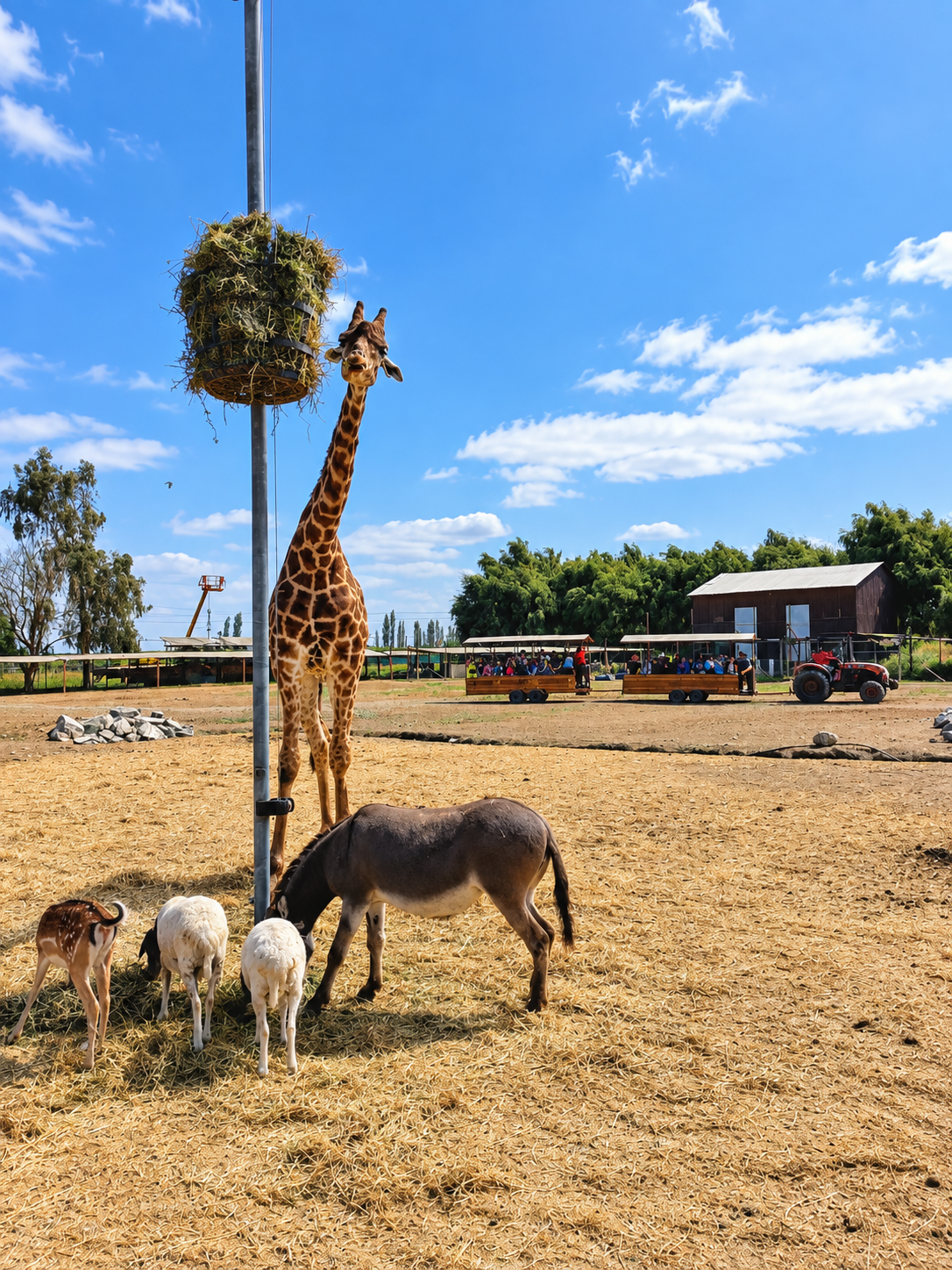 Safari Park 5