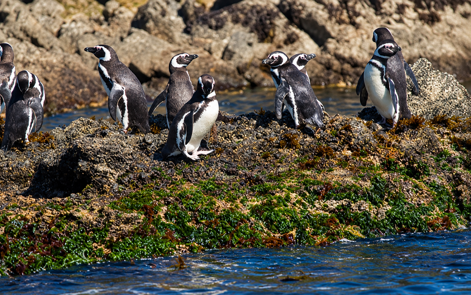 Puñihuil, Boat Tour, Lunch and Aucar Island 2